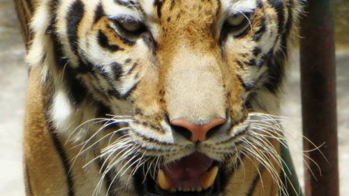 401591 491292474275935 2111049739 N