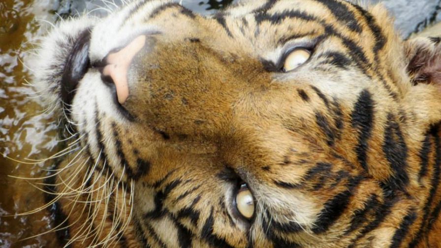 580357 491292407609275 1178375476 N