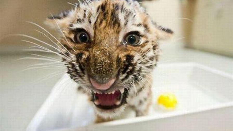 943065 380625552056958 194455506 N