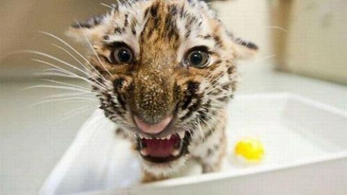 943065 380625552056958 194455506 N