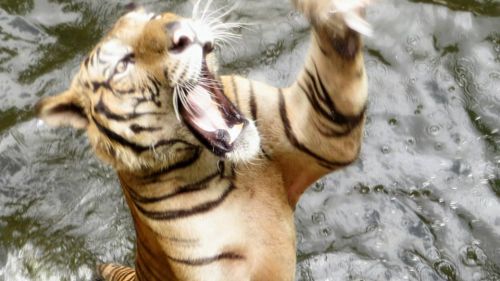 943418 491292434275939 2139579823 N