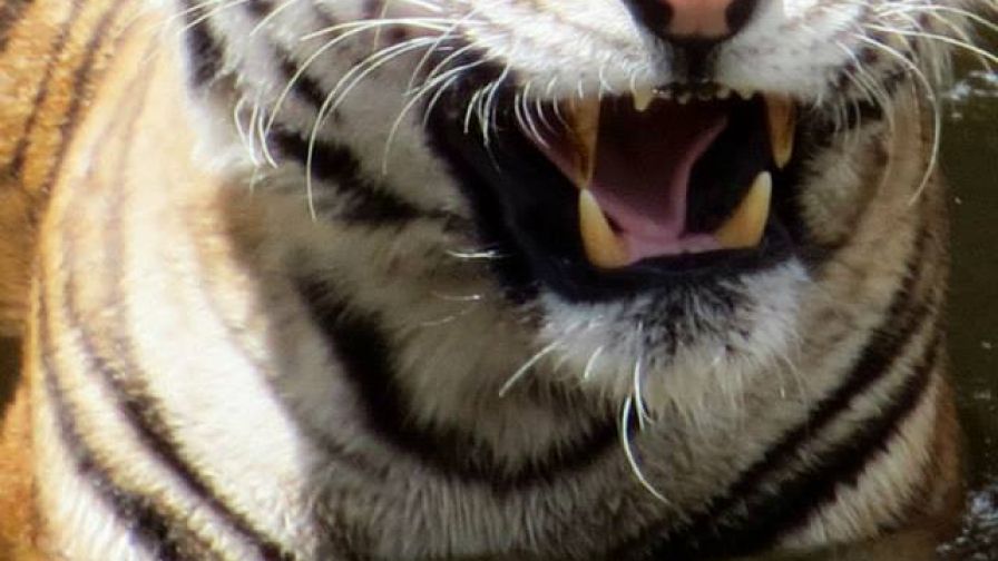 945371 491292490942600 1029408795 N