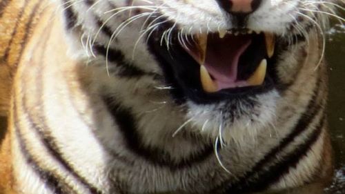 945371 491292490942600 1029408795 N