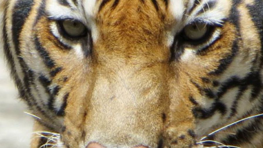 946810 491292540942595 1476670088 N