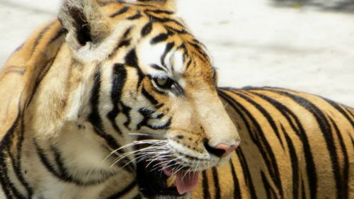 969583 491292520942597 412371645 N