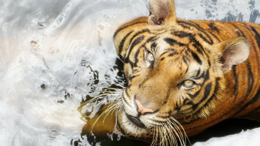 969761 491292430942606 2075941155 N