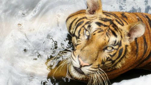 969761 491292430942606 2075941155 N