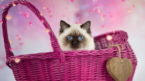 HD Wallpaper Mix 370 (103)