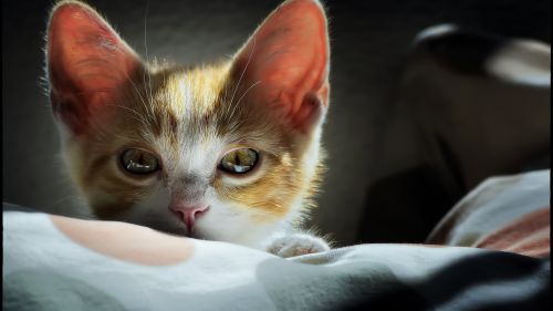 HD Wallpaper Mix 370 (107)