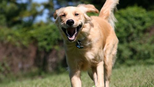 HD Wallpaper Mix 370 (111)