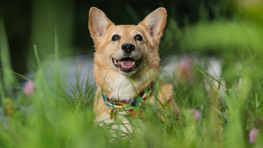 HD Wallpaper Mix 370 (117)