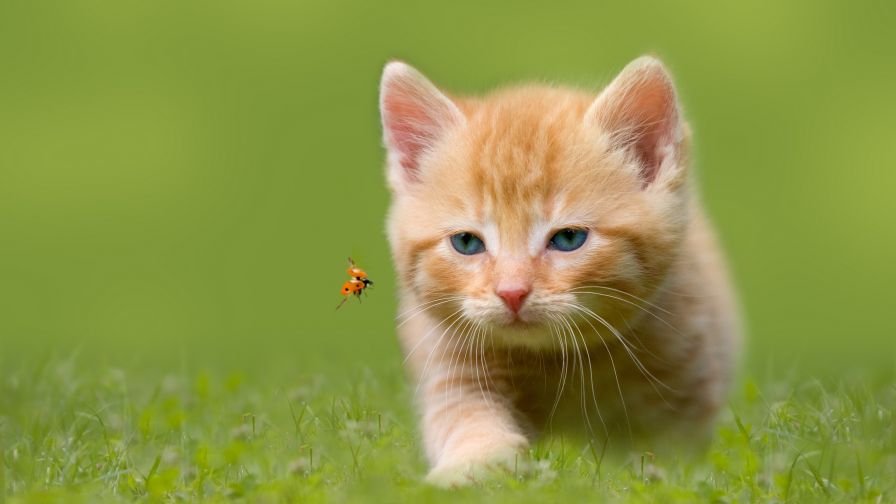 HD Wallpaper Mix 370 (12)