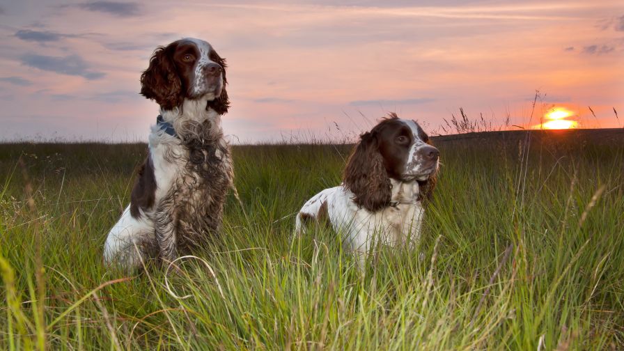 HD Wallpaper Mix 370 (135)