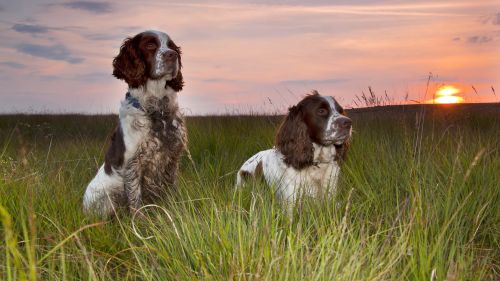 HD Wallpaper Mix 370 (135)