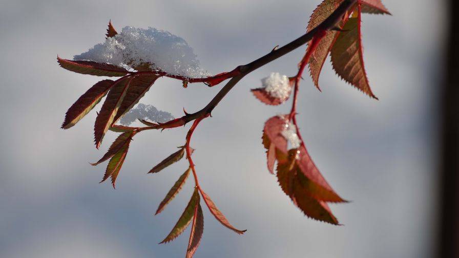 HD Wallpaper Mix 370 (145)