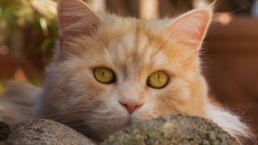 HD Wallpaper Mix 370 (156)