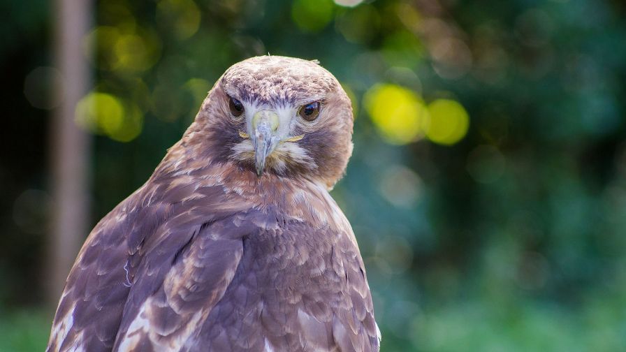 HD Wallpaper Mix 370 (182)