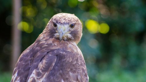 HD Wallpaper Mix 370 (182)