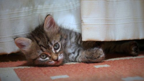 HD Wallpaper Mix 370 (185)