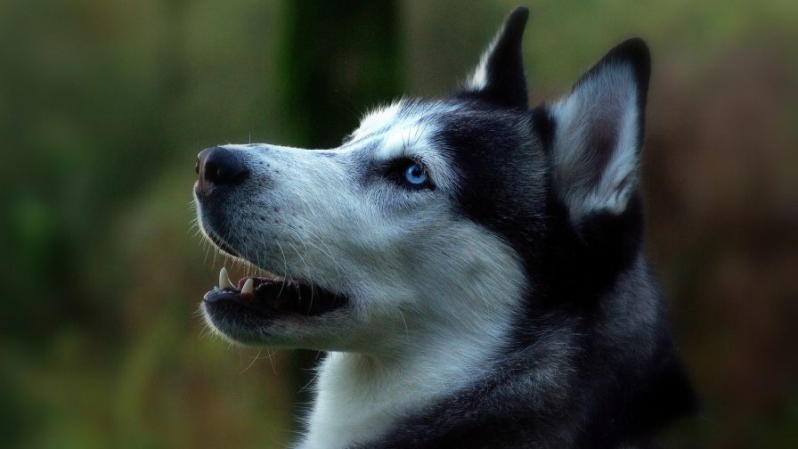 HD Wallpaper Mix 370 (213)