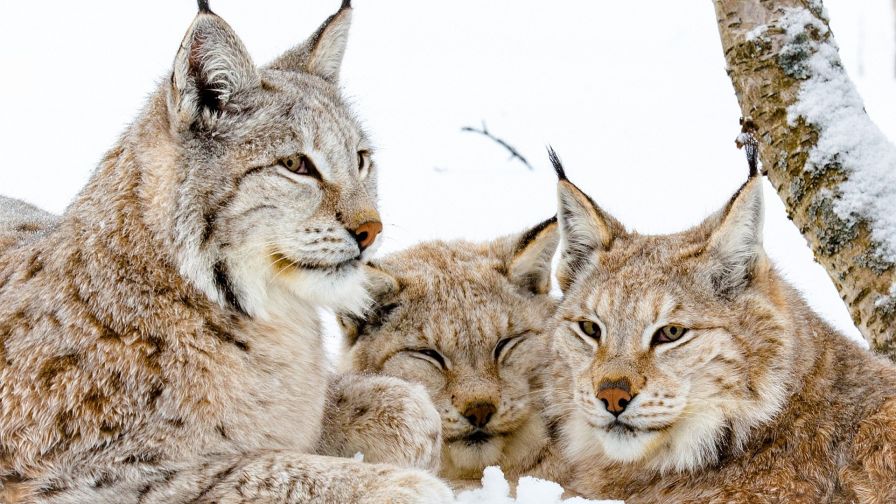 HD Wallpaper Mix 370 (220)