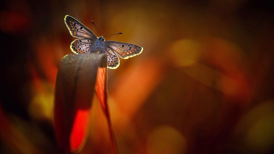 HD Wallpaper Mix 370 (7)