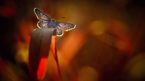 HD Wallpaper Mix 370 (7)