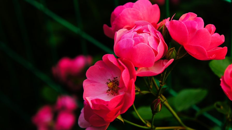 HD Wallpaper Mix 370 (70)