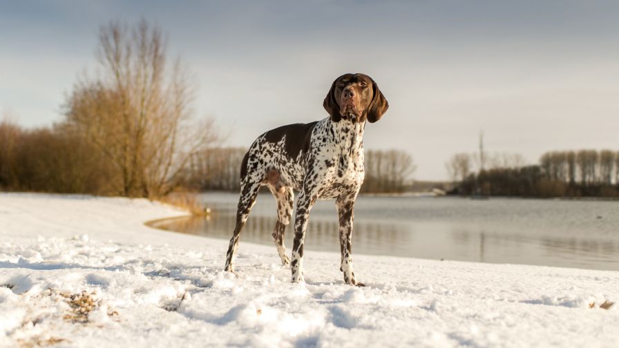 HD Wallpaper Mix 370 (93)